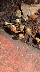 Fungi