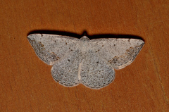 Taxeotis intermixtaria