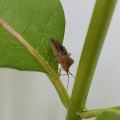 Anasa repetita