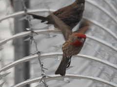 Haemorhous mexicanus