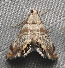 Eoparargyractis irroratalis