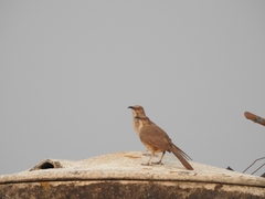 Toxostoma curvirostre