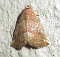 Eublemma
