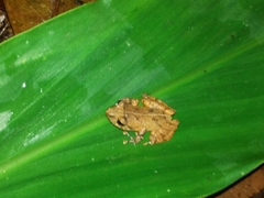 Pristimantis palmeri