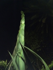 Agave