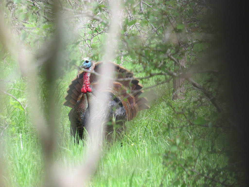Rio Grande Wild Turkey