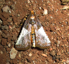 Pithyllis metachryseis