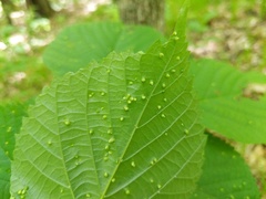Phytoptus