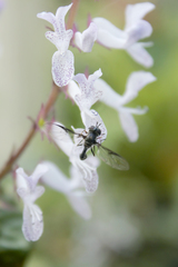 Dioprosopa clavata