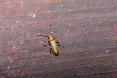 Rhagonycha nigrohumeralis