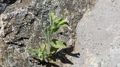 Erythranthe parishii