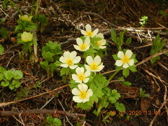 Trollius laxus