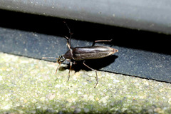 Cephaloon lepturides