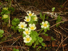 Trollius laxus