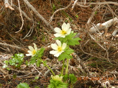 Trollius laxus
