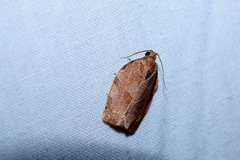 Choristoneura fractivittana