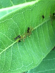 Aphis asclepiadis