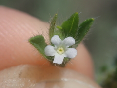 Lappula montana