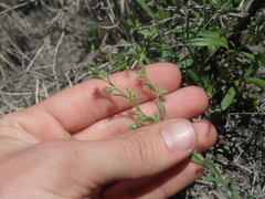 Lappula montana