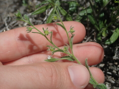 Lappula montana