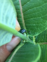 Rhyssomatus lineaticollis