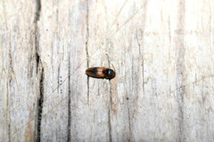 Horistonotus curiatus