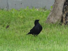 Corvus brachyrhynchos