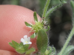 Lappula montana