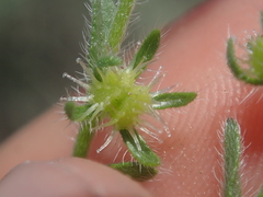 Lappula montana