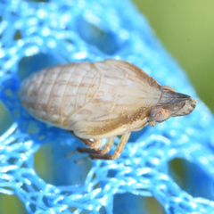 Rhynchomitra recurva