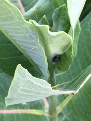 Rhyssomatus lineaticollis