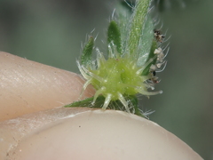 Lappula montana