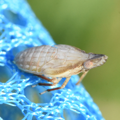 Rhynchomitra recurva