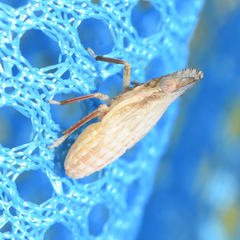 Rhynchomitra recurva