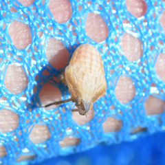 Rhynchomitra recurva