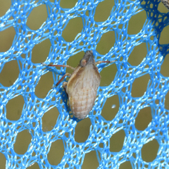 Rhynchomitra recurva