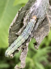 Pantographa limata