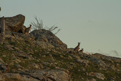 Osphranter robustus robustus