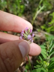 Astragalus eucosmus