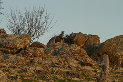 Osphranter robustus robustus