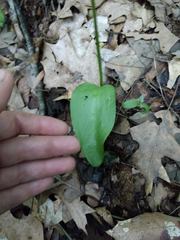 Ophioglossum pusillum