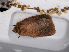 Orthodes cynica