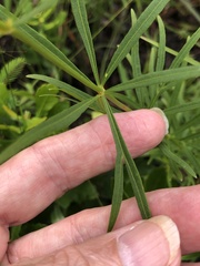 Coreopsis delphiniifolia
