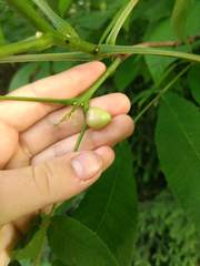 Phylloxera caryaecaulis