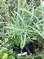 Coreopsis delphiniifolia