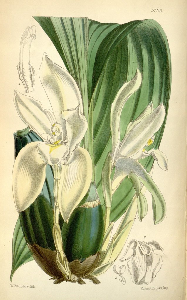 Ida barringtoniae