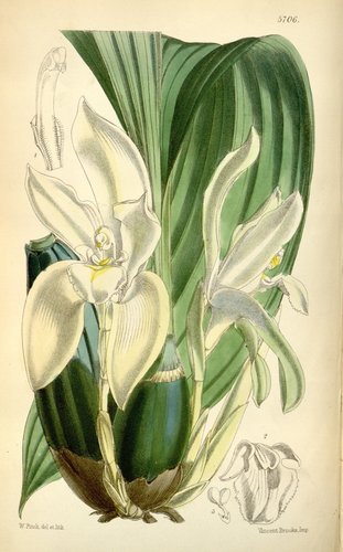 Sudamerlycaste barringtoniae