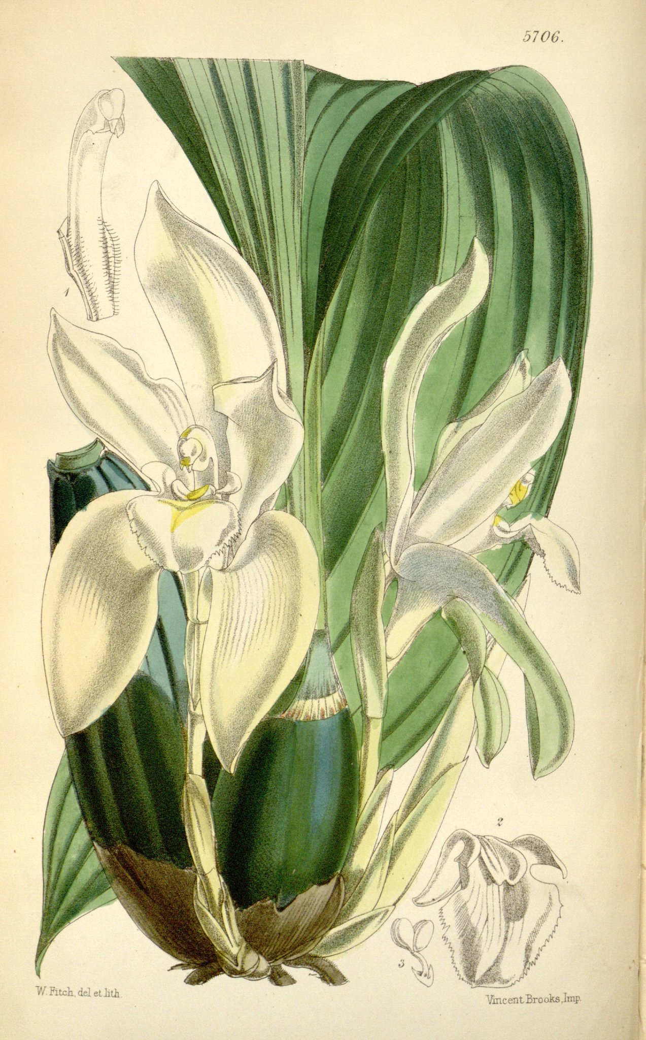 Ida barringtoniae