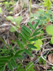 Astragalus eucosmus