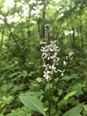 Iodanthus pinnatifidus